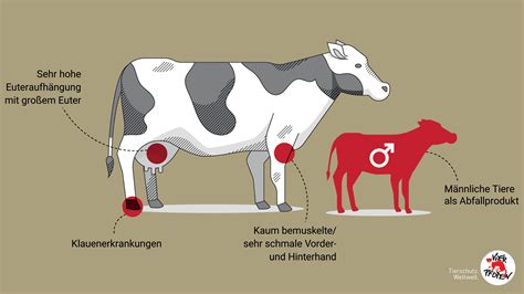Infografik: Fruchtbarkeitsstörungen bei Milchkühen und ihre Ursachen