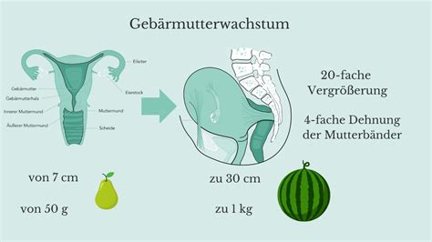 Darstellung des Wachstums der Gebärmutter während der Schwangerschaft