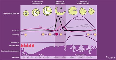 Schema der Hormonregulation im weiblichen Zyklus