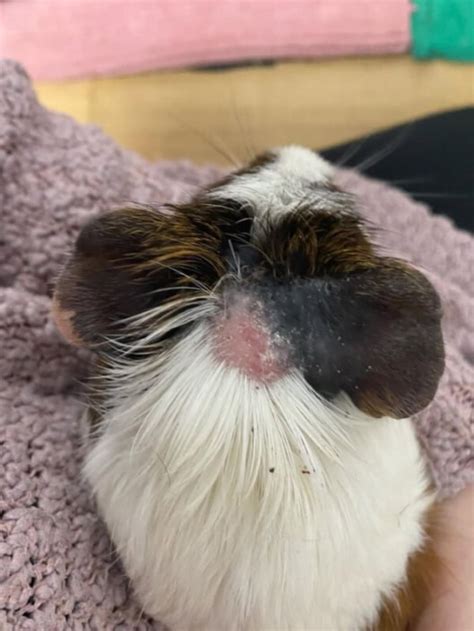 Schema mit den typischen Symptomen von Hautpilz bei Meerschweinchen: kreisrunder Haarausfall, Schuppen und Rötungen