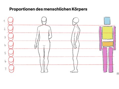 Vergleich der Körperproportionen bei Männern mit und ohne Klinefelter-Syndrom