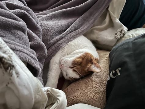 Katze schläft bequem auf einem menschlichen Bett