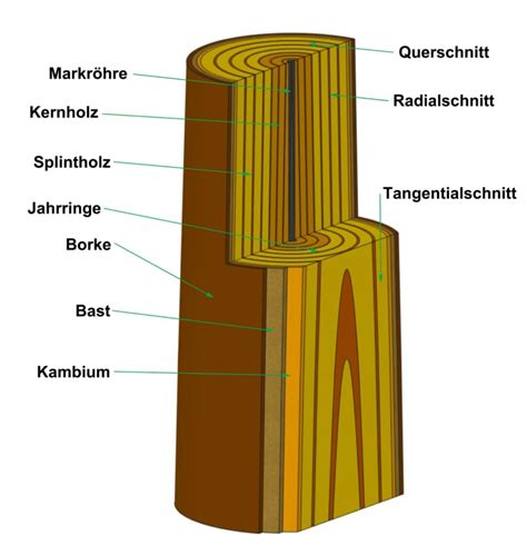 Schemazeichnung, die die verschiedenen Schnittrichtungen eines Dammschnitts darstellt