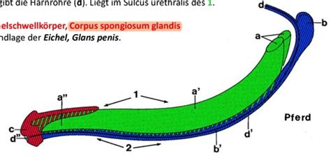 Schema der Anatomie des Penis mit Hervorhebung von Eichel und Vorhaut