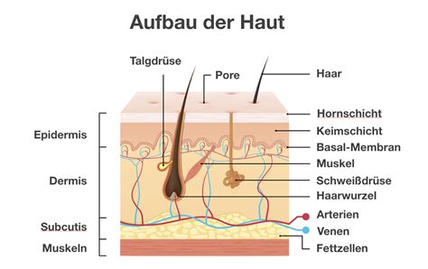 Schema der Haut eines Frühgeborenen im Vergleich zu einem reifen Neugeborenen