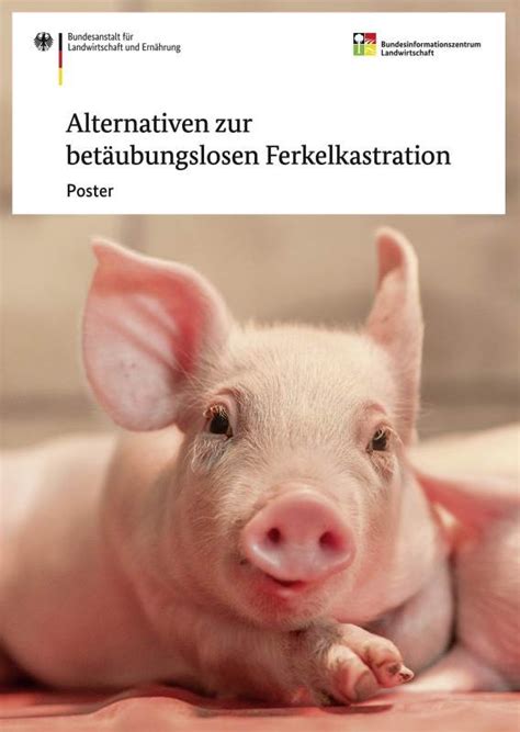 Infografik: Übersicht der Alternativen zur Ferkelkastration mit ihren Vor- und Nachteilen