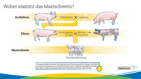 Schema: Ablauf der Immunokastration bei Schweinen