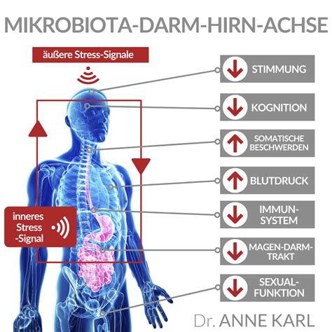Illustration: Darm-Hirn-Achse und ihre mögliche Beeinflussung durch Mikrobiom