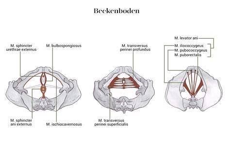Illustration der Beckenbodenmuskulatur und möglicher Schwachstellen nach der Geburt