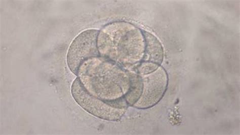 Mikroskopische Aufnahme eines frühen Embryos, der sich langsam entwickelt