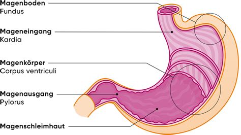 Illustration des Verdauungssystems einer Schwangeren mit Fokus auf Magen und Speiseröhre