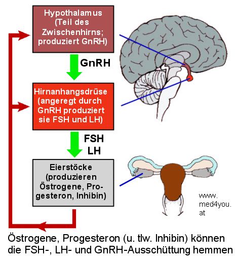 Schema der hormonellen Regulation der Spermatogenese im männlichen Körper, mit Hervorhebung von Hypothalamus, Hypophyse und Hoden sowie der beteiligten Hormone wie GnRH, LH, FSH und Testosteron.
