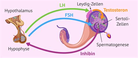 Tabelle mit den wichtigsten Hormonen, die die Spermatogenese regulieren (FSH, LH, Testosteron) und ihren Funktionen.