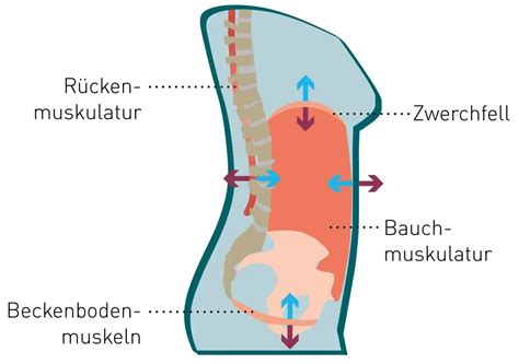 Illustration des Rumpfes als Druckbehälter mit seinen Wänden: Beckenboden, Zwerchfell, Bauchwand, Bauchmuskulatur, Wirbelsäule und Rückenmuskulatur.