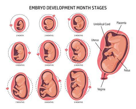 Illustration der verschiedenen Phasen des Babywachstums im Mutterleib.