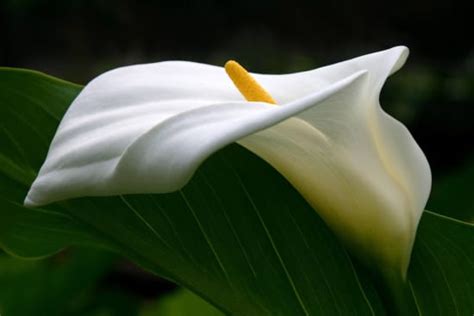 Eine elegante Calla-Lilie, die Würde und Erinnerung symbolisiert.