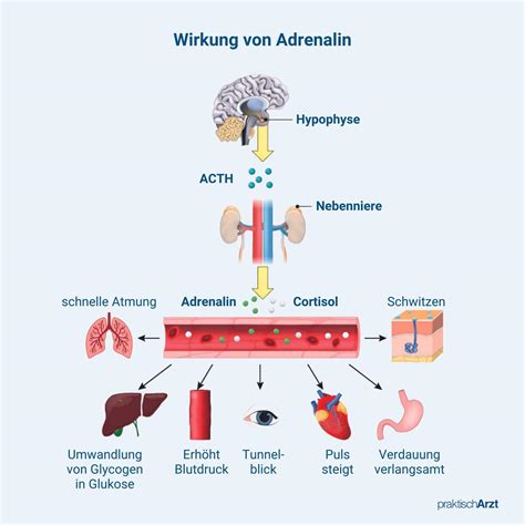 Schema der Wirkungsweise von Ambroxol im Atemwegstrakt