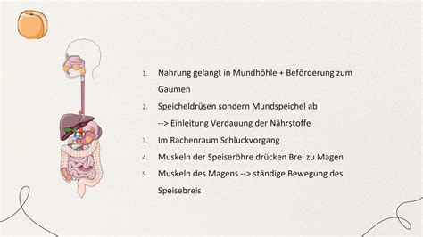 Grafik, die die Verdauungsprozesse bei Säuglingen und häufige Magen-Darm-Probleme wie Reflux und Verstopfung darstellt.