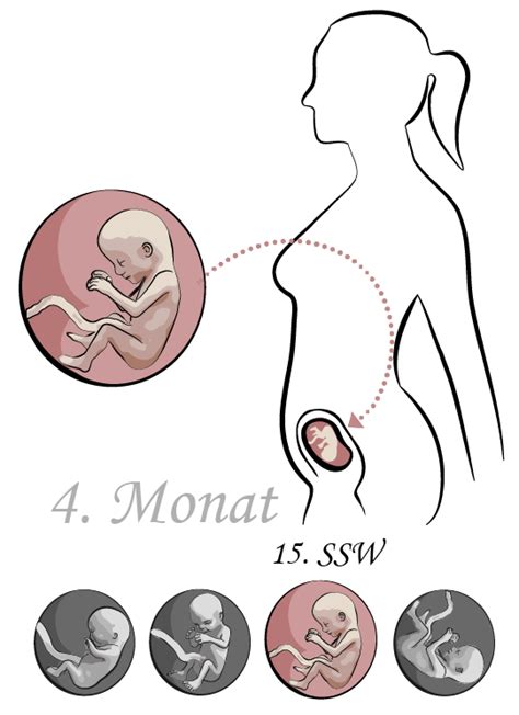 grafische Darstellung der Entwicklung des Babys in der 15. Schwangerschaftswoche mit Größenangaben
