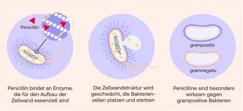 Darstellung von Pheromonen und ihrer Wirkung auf die menschliche Anziehung