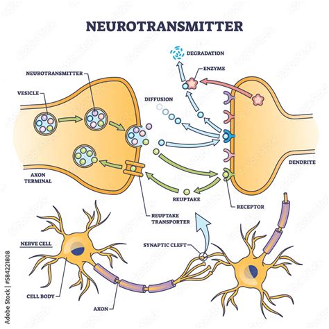 Grafische Darstellung der beteiligten Neurotransmitter bei Verliebtheit