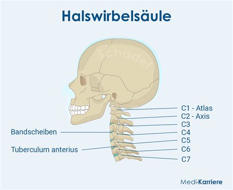 Schema, das die Gefahren von Schwimmringen für die Halswirbelsäule und die natürliche Bewegung von Babys im Wasser darstellt