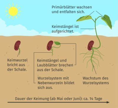 Schema zur Erklärung des Blutzuckeranstiegs durch verschiedene Mehlarten und die Wirkung von Keimung und Sauerteig.