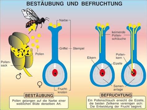 Schema der Bestäubung und Befruchtung bei Obstbäumen