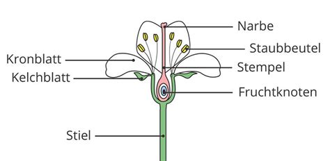 Schema des Aufbaus einer Blüte und des Bestäubungsprozesses