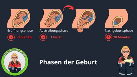 Infografik, die die verschiedenen Phasen der Geburt und die Veränderungen der Wehen zeigt.