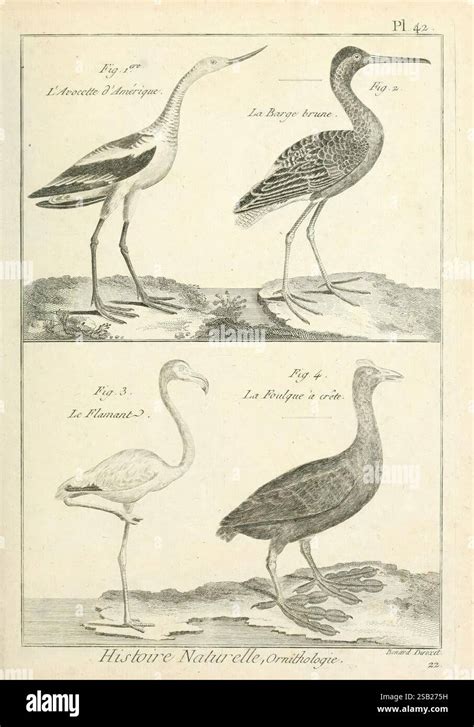 Grafik, die verschiedene Bachblüten-Tropfflaschen mit ihren jeweiligen Anwendungsgebieten zeigt.