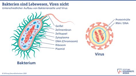Grafik zur Übertragung von Viren und Bakterien im Haushalt