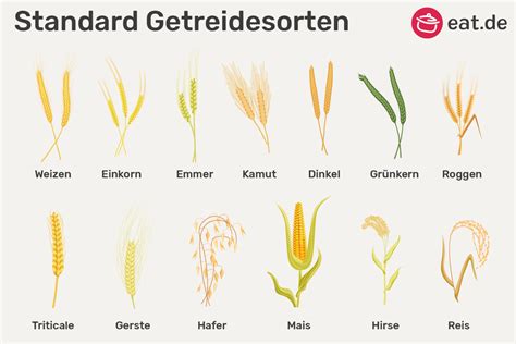 Schema: Verschiedene Getreidesorten für Babybrei