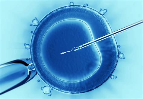 Schema des IVF-Prozesses: Entnahme der Eizellen, Befruchtung im Labor, Transfer des Embryos.