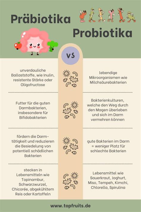 Schema zur Funktionsweise von Probiotika und Präbiotika im Darm eines Säuglings