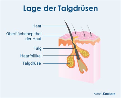 Grafik, die den Einfluss von Hormonen auf die Talgdrüsen erklärt.