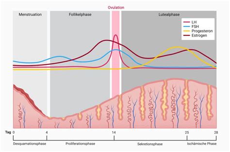 Vergleich von Menstruationszyklus-Phasen mit möglichen Schmerzempfindungen