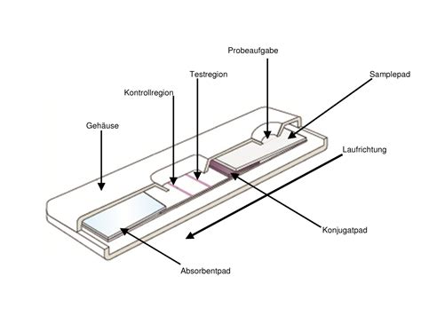 Schema der Funktionsweise eines immunochromatographischen Schnelltests zur Schwangerschaftsdiagnostik