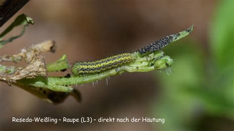 Illustration: Eine Raupe, die sich gerade häutet