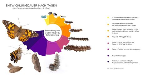 Illustration: Verschiedene Überwinterungsstadien von Schmetterlingen (Ei, Raupe, Puppe, Falter)