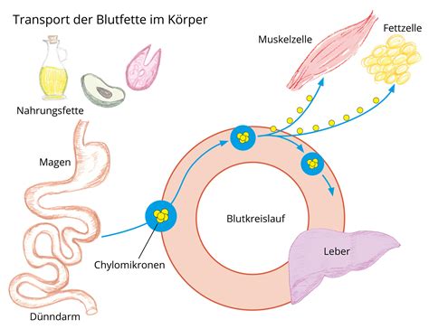 Grafik, die den Abbau von Depotfett an typischen Problemzonen wie Hüften, Beinen und Armen veranschaulicht.