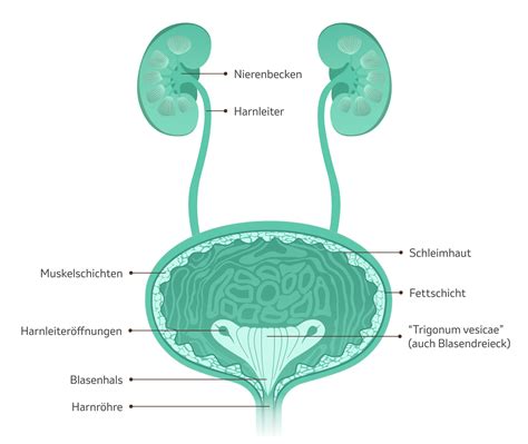 Schema des weiblichen Harntrakts mit Hervorhebung von Blase und Nieren