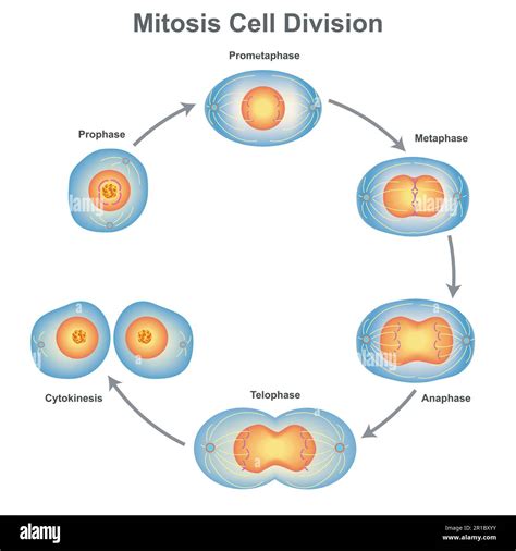 Schema des G-CELL Seitenaufprallschutzes und der AirProtect®-Technologie