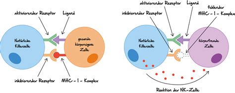 Schema des Immunsystems mit Hervorhebung der natürlichen Killerzellen und ihrer Funktion