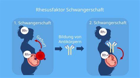 Grafik zur Erklärung des Rhesusfaktors und möglicher Unverträglichkeiten