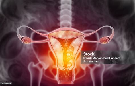 Infografik: Anatomie des weiblichen Fortpflanzungssystems