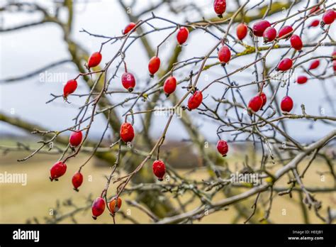Hagebutten im Herbst, leuchtend rot an einem Ast