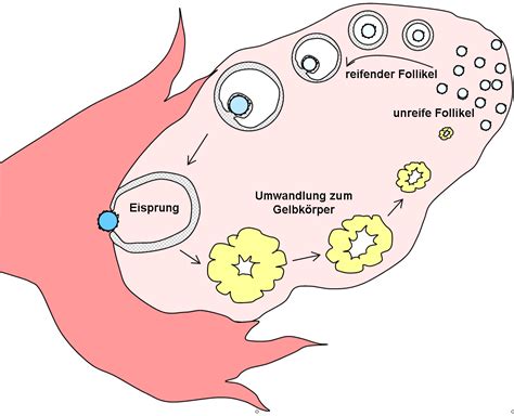 Schema der Eizellenreifung und des Eisprungs