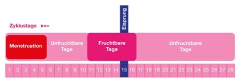 Grafik zur Veranschaulichung der fruchtbaren Tage im Menstruationszyklus