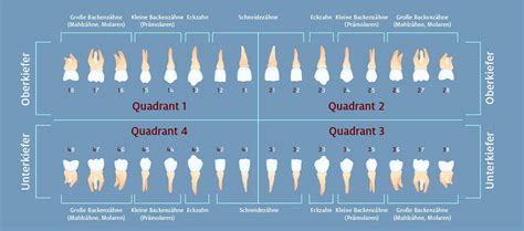 Schema der Zahn- und Kieferentwicklung bei Schnullerkindern